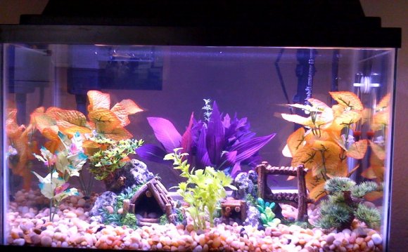 Plants and Cool fish tanks