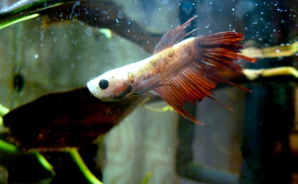 Nebula the Crowntail Betta