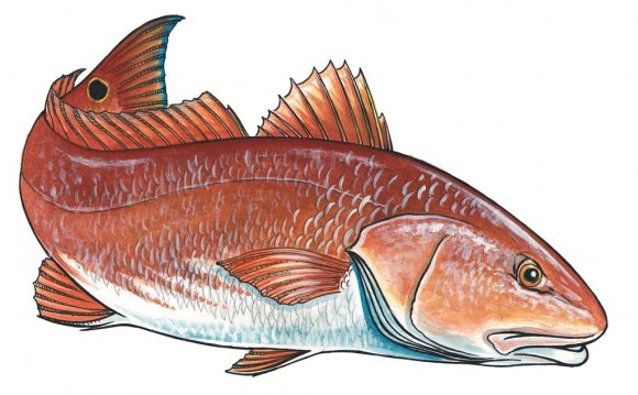 Redfish print by coastal