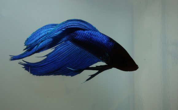 Royal blue Betta | by M