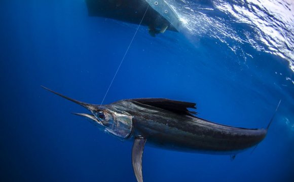 Jupiter Florida Sailfishing