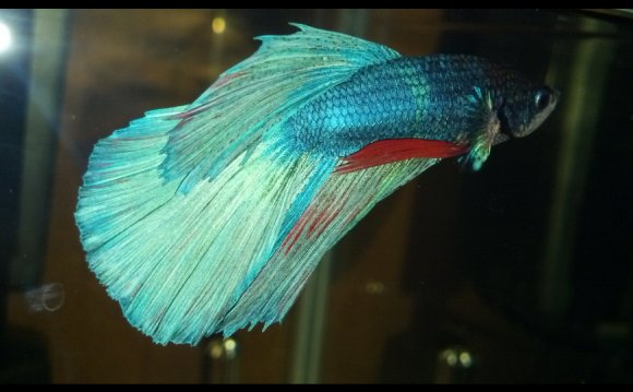 Green betta pictures start