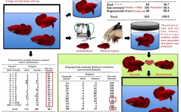 For betta breeders especially