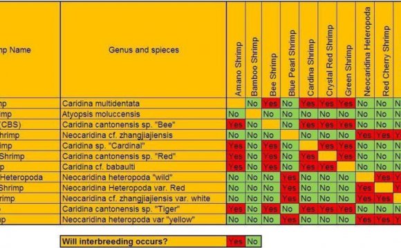 Shrimp Compatibility Chart