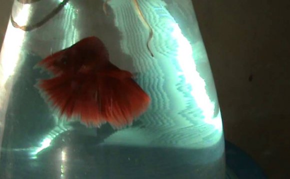 Siamese fighting fish - IKAN