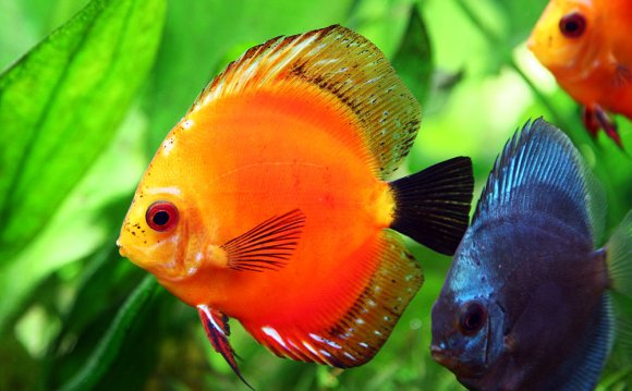 Fish tank fish names - Cheap