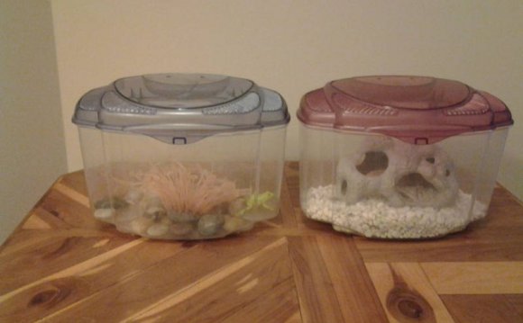 Small betta fish tank