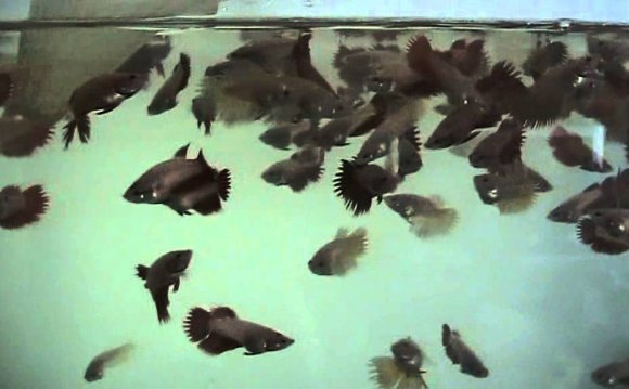 Crown Tail HM Bettas 2016-12