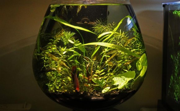 Betta bowl