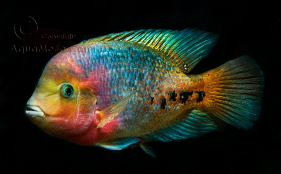 Synspilum Cichlid | One Fish