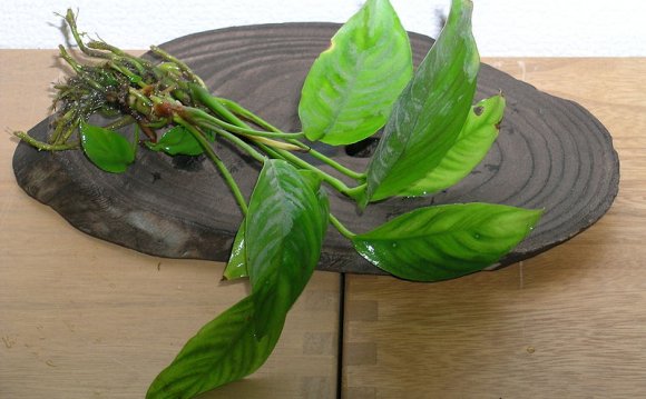 Anubias heterophylla