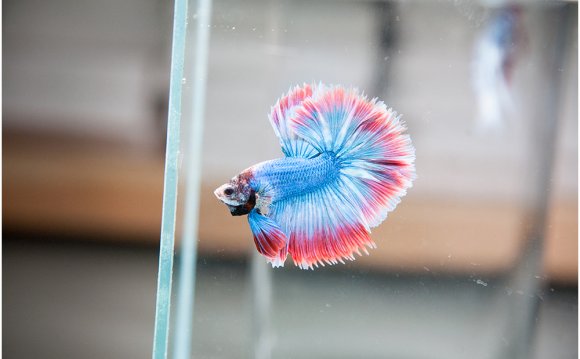 The Betta Shop - Contact Us