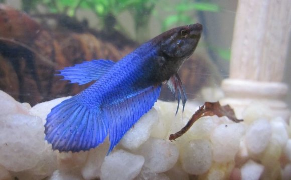 Male Halfmoon tail by