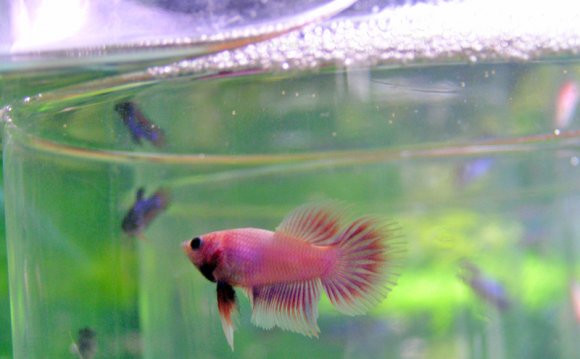 Betta siamesefightingfish