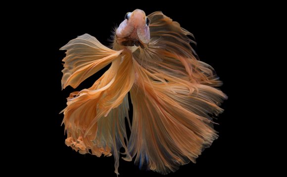 Betta Fish (da nokkaew) Tags: