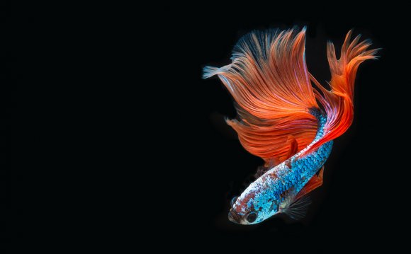 Thai fighting fish isolated on