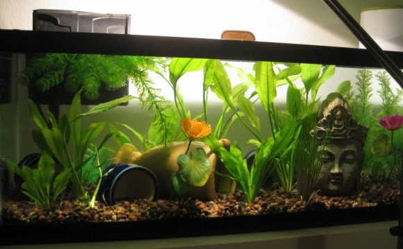 This 20 gallon long is the