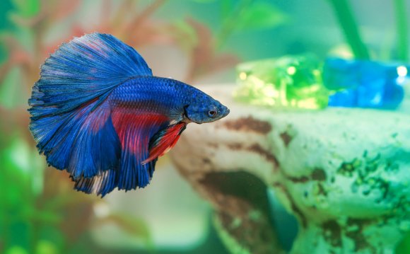 Top 5 Best Betta Fish Tanks in