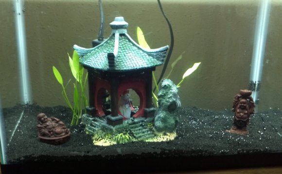 #15 Betta Fish Bowl Lucky