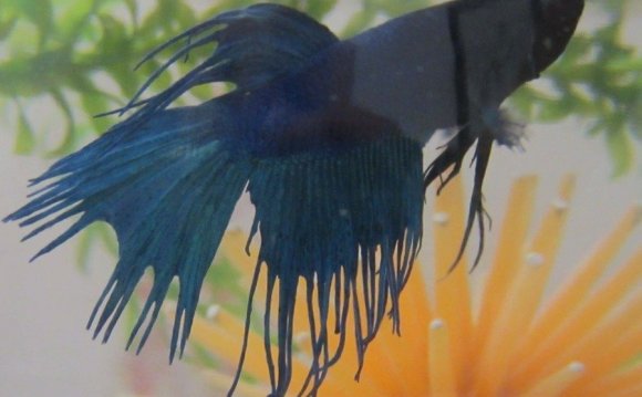 #33 Betta Fish Fin Rot