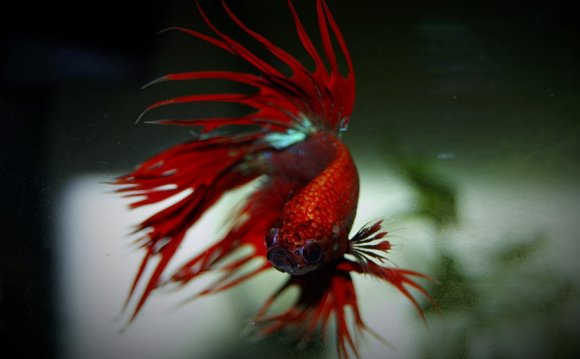 Bettas are one of the most