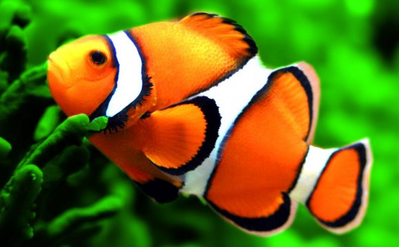 Top-facts-about-clown-fish