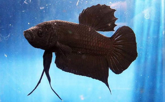 Round Tail Black Betta