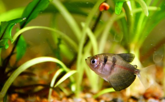 Treating sick aquarium fish