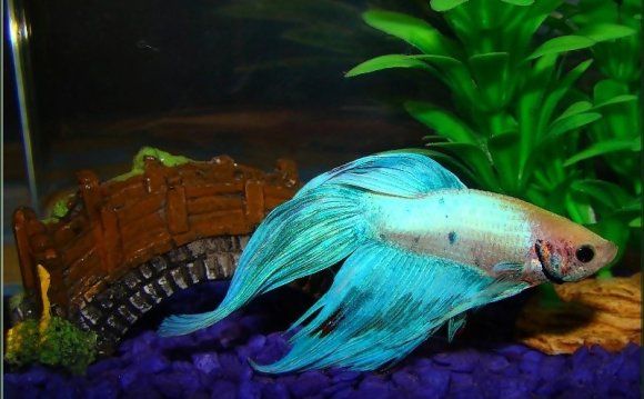 Siamese Fighting Fish