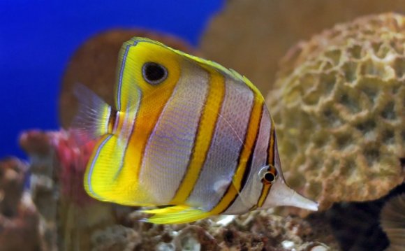 Tropical Fish Care Guide