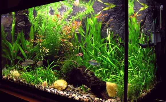 Tropical fish tank maintenance