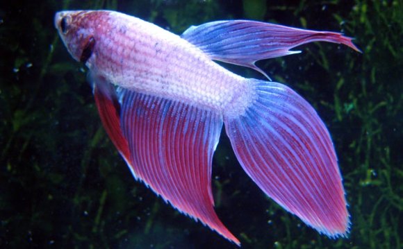 The Veil Tail betta fish (VT)