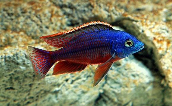 Freshwater Aquarium Fish Types