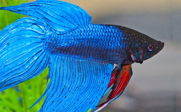 How to Clean Your Betta s Home