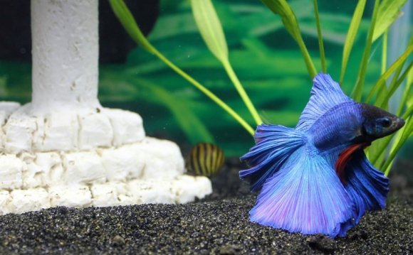 What is BETTA (FIGHTING FISH)?