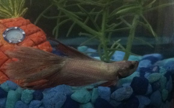What is wrong with this betta