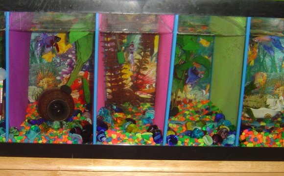 Betta Fish Tanks With Filter