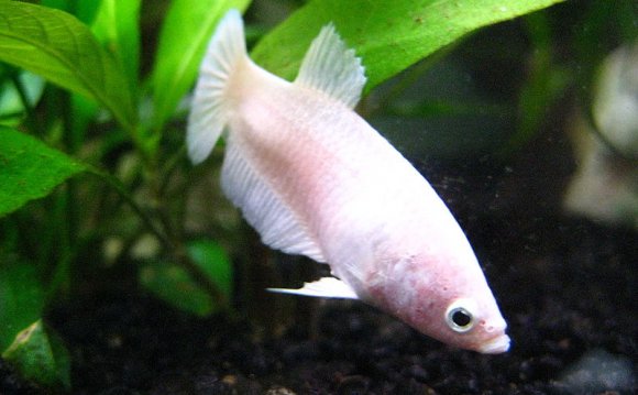 White female B. splendens