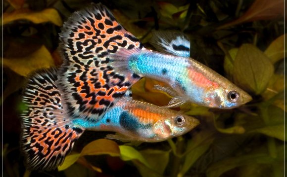 Cool colorful fish