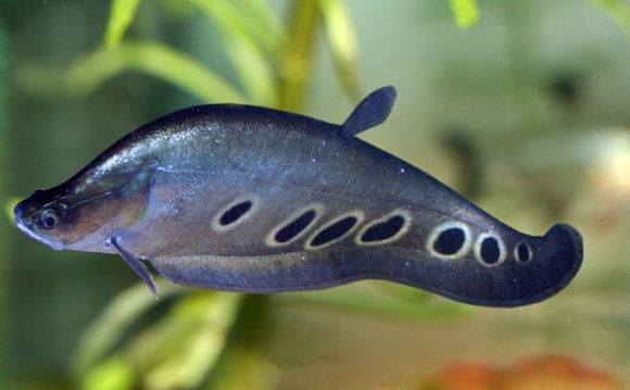 Swim bladder Betta fish
