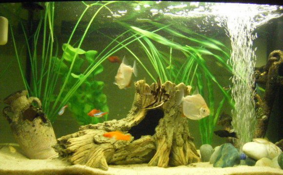 Siamese fighting fish tank Setup