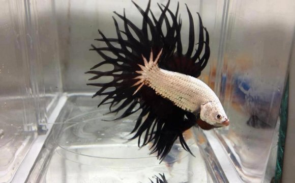 Betta fish Crowntail Male
