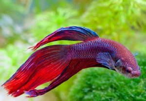 5 Common Types of Betta Fish Diseases