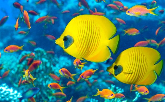 5 interesting Facts about fish