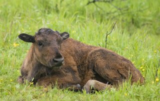 A furry bison calf is curled up on the grass.