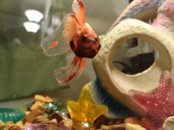 A male Betta splendens flaring. Photo by BettaSmart