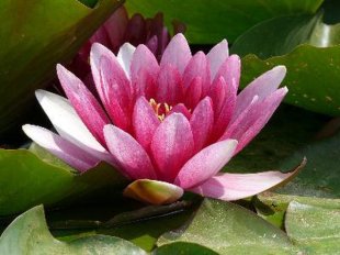 A water lily adds color and oxygen to your betta tank.