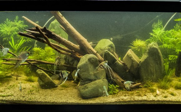 Betta fish native habitat