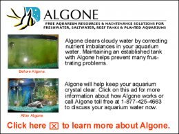 ALGONE - Free Aquarium resources & Maintenance Solutions for Freshwater, Saltwater, Reef tanks & Planted Aquariums. Click on this ad to learn more.