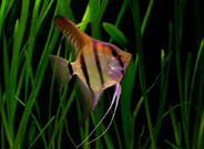 Angelfish Great Barrier Reef